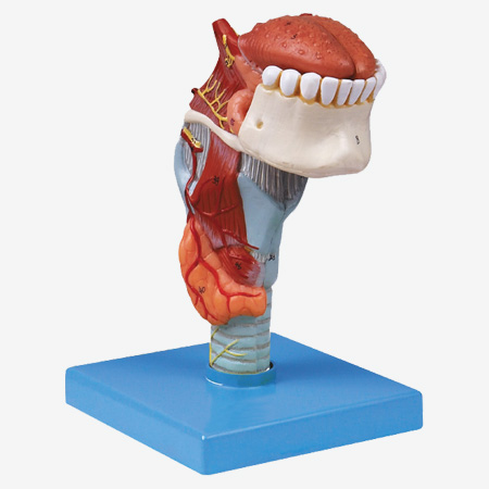 Bģ