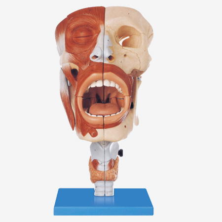 ǡʡǻģ